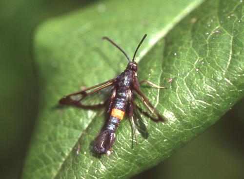 Réf. 321 971 : Synanthedon myopaeformis